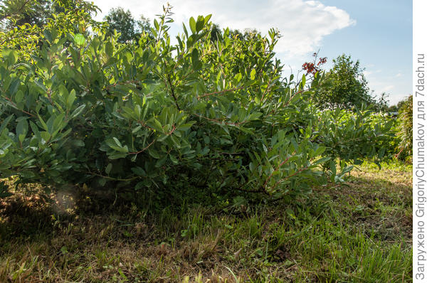 войлочная или песчаная вишня вроде так. По вкусу смесь черёмухи с черешней