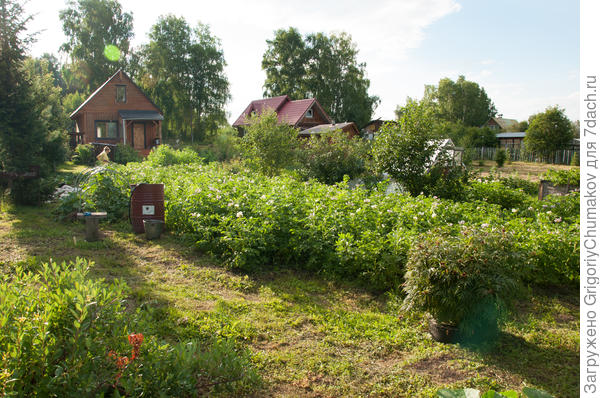 Снова картошка