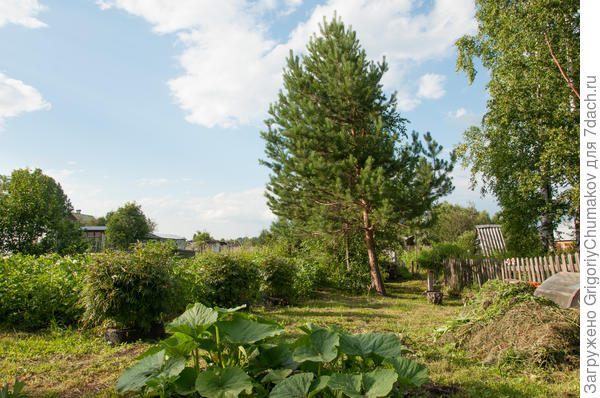 Компост и тыква