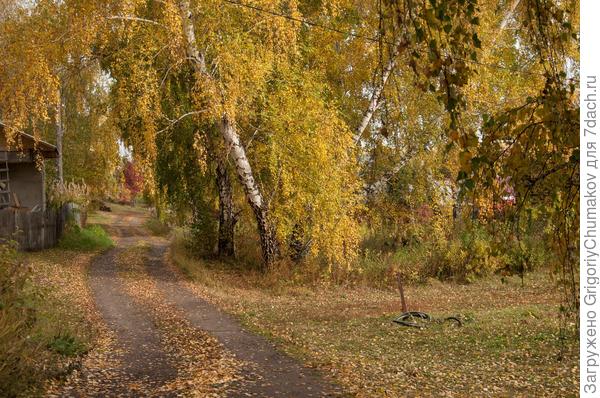 Фото с дачи берёзы
