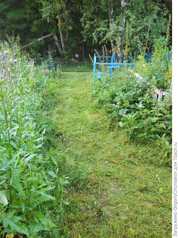 Трава на кладбище возле родных могилок которую кошу