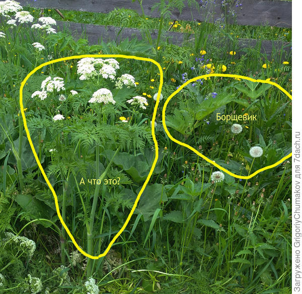 Листья другие у борщевика