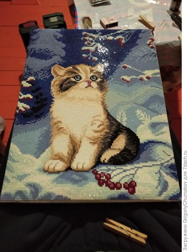 Котик алмазная мозаика