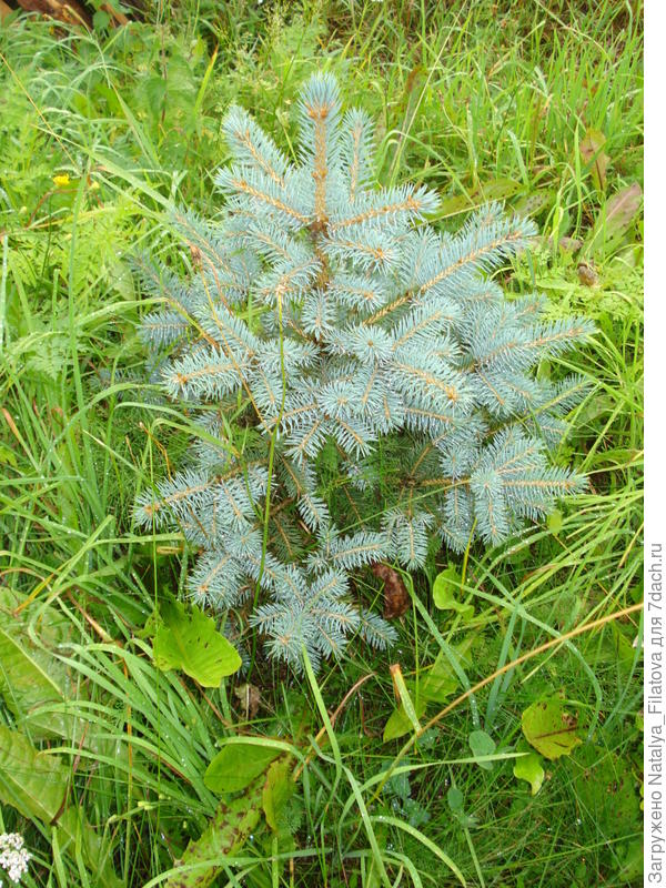 Ель голубая.