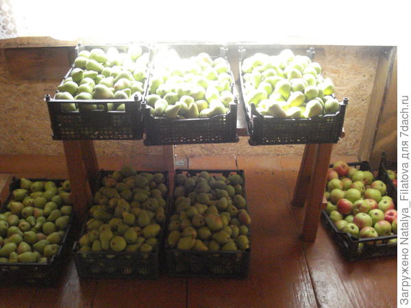 груши наши