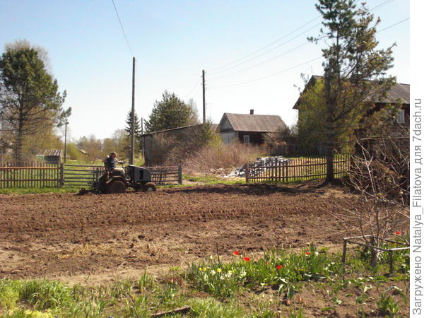 сосны кедровые