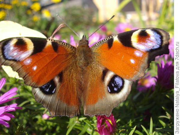 бабочка