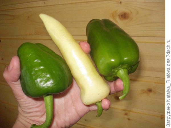 Вот такой вырос в 2016)