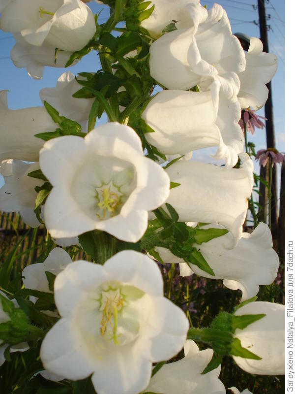 колокольчики