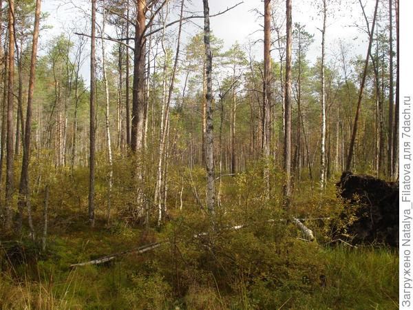 лес1