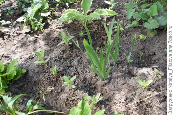 грядка с цветами