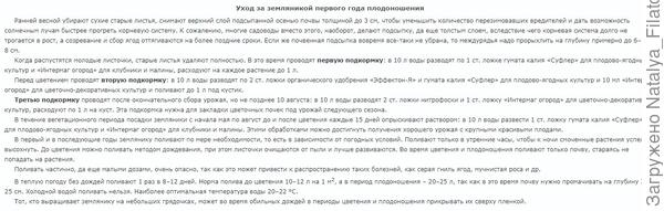 земляника уход 1 год
