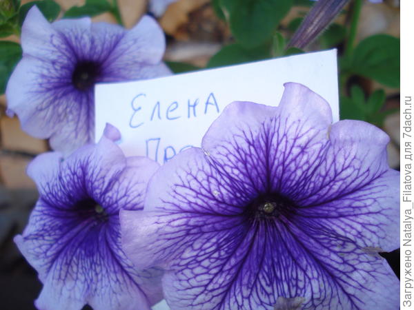 Елена Прекрасная