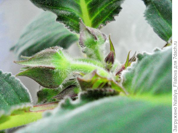 первые бутоны