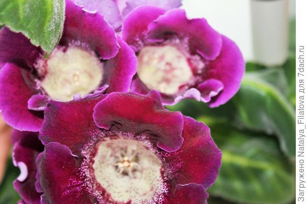 глоксинии