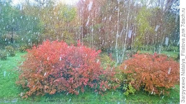 Первый снег