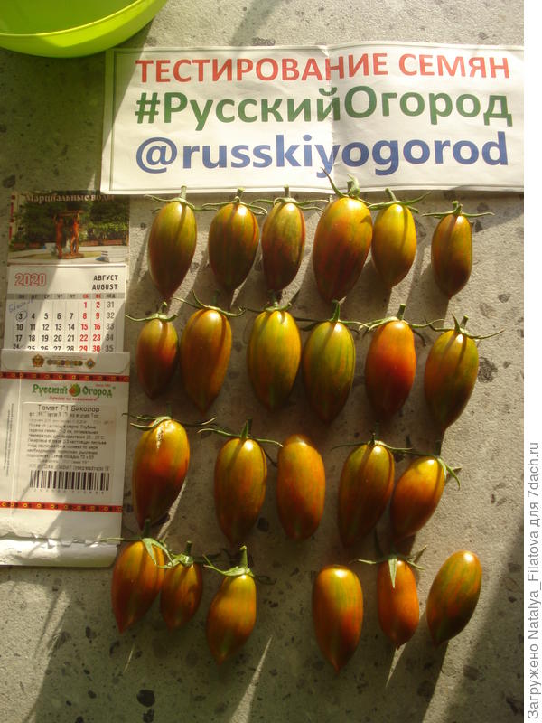 томат "Биколор"