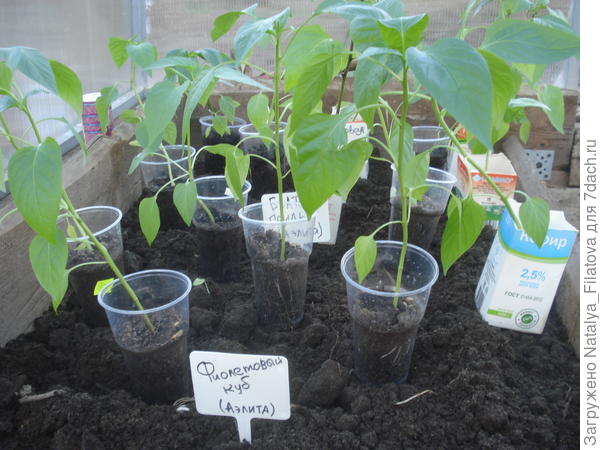 перец в теплице