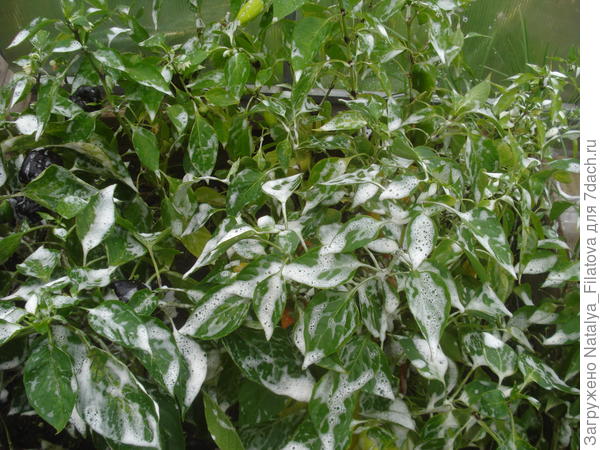 перец в пене