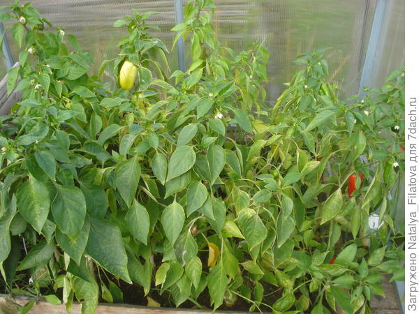 перец перед сбором урожая