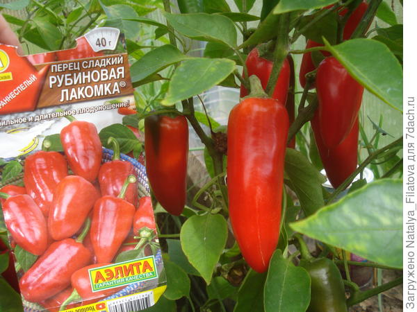 "Рубиновая лакомка"