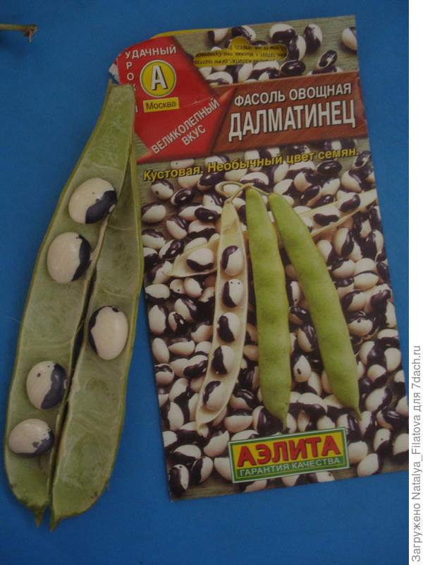 семена