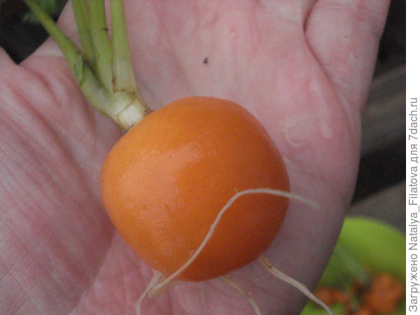 &#39;Парижская каротель&#39;