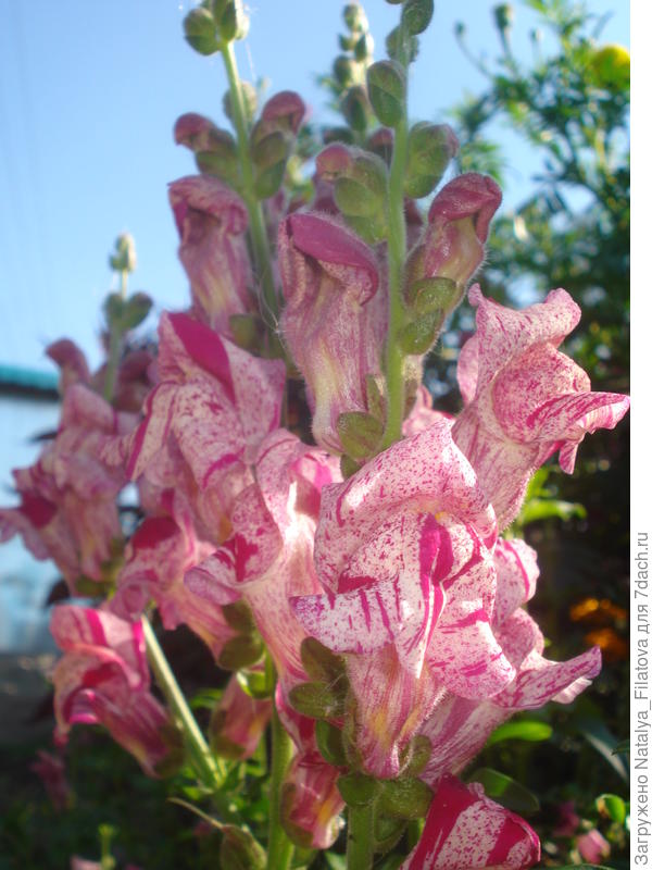 с Днём Рождения!