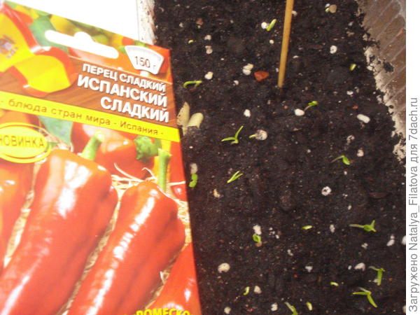 всходы