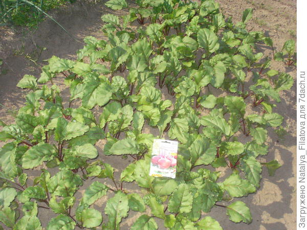 свекла "Джулия"