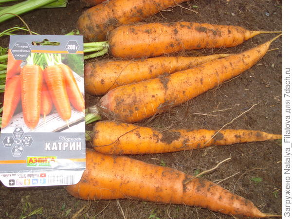 морковь "Катрин"