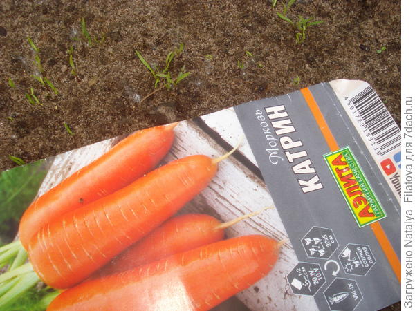 перве всходы