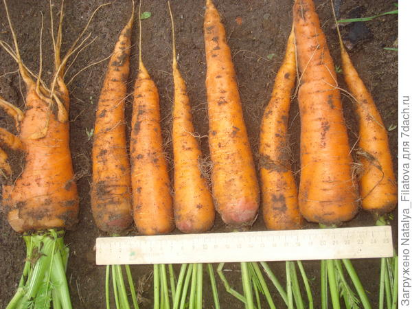 морковь "Катрин"