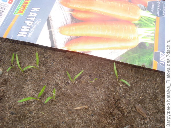 тест на всхожесть