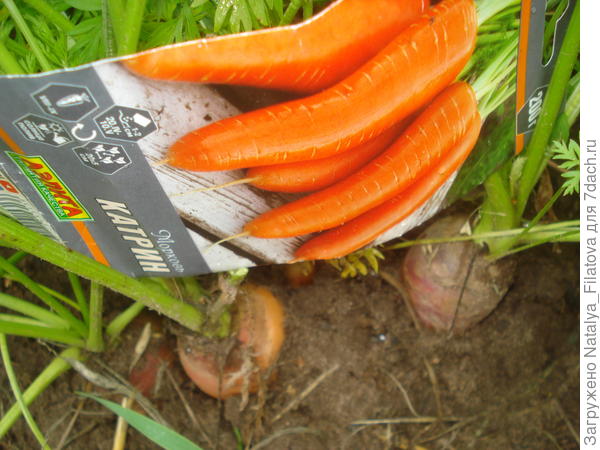 корнеплоды