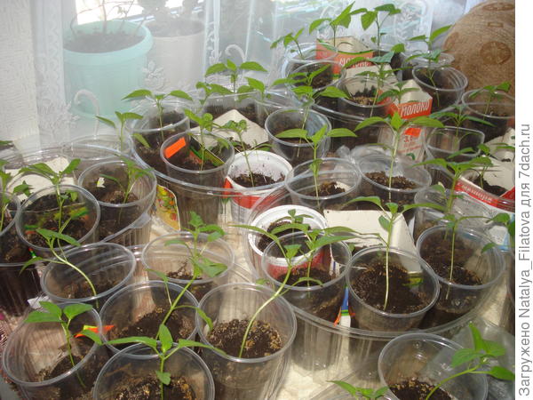 перец 4 апреля