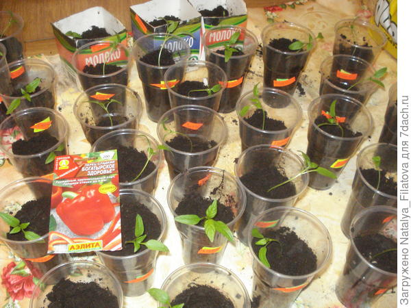 "Богатырское здоровье"