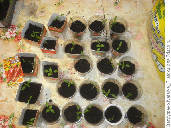 испанский сладкий