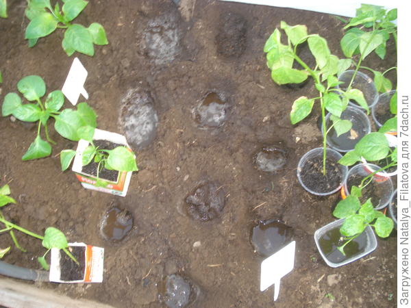 ямки с водой