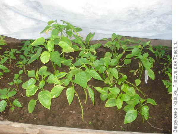 перец в теплице