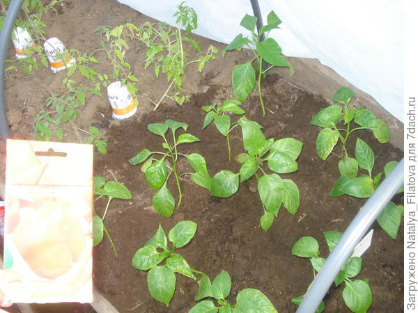 перец "Богатырское здоровье"