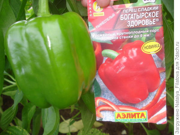 "Богатырское здоровье" перед сбором урожая