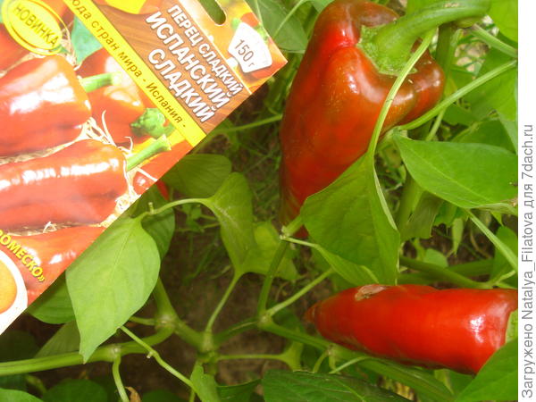 "Испанский сладкий" перед сбором урожая