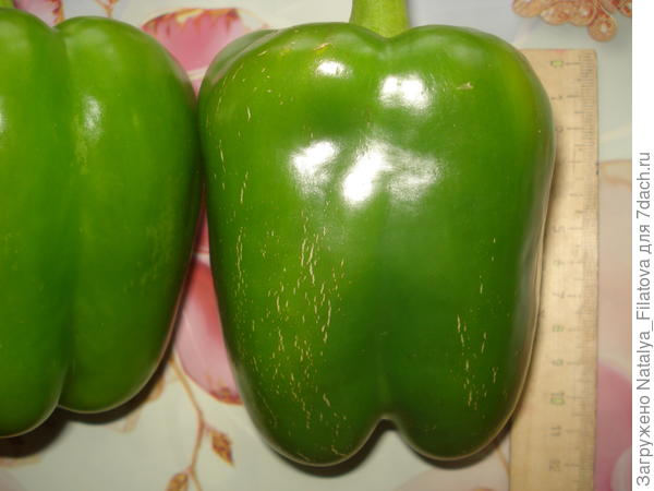 "Богатырское здоровье"