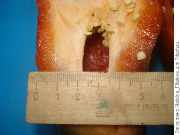 "Богатырское здоровье"