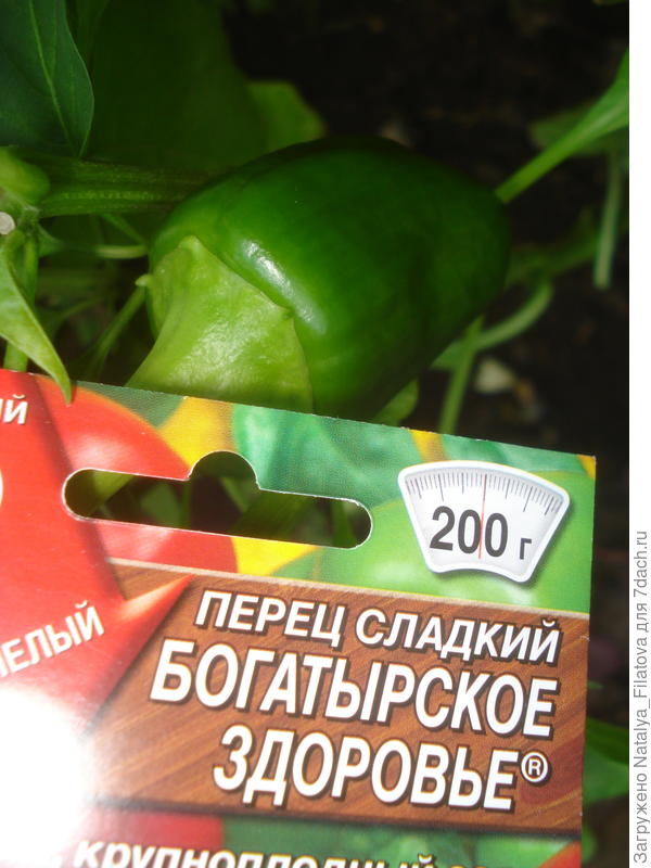 "Богатырское здоровье" 17 июля