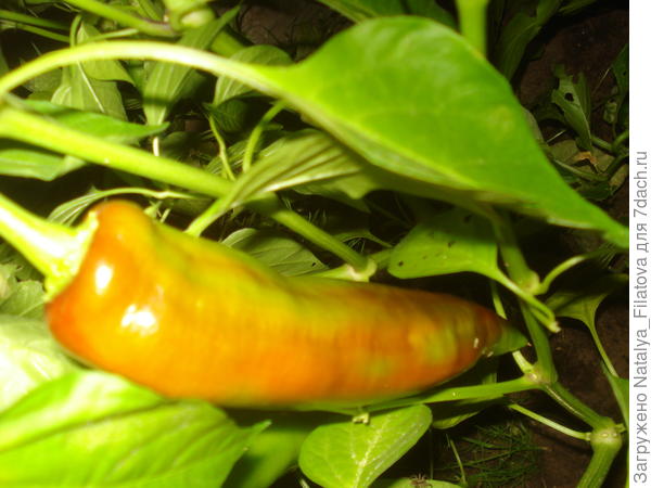 "Испанский сладкий" 20 августа