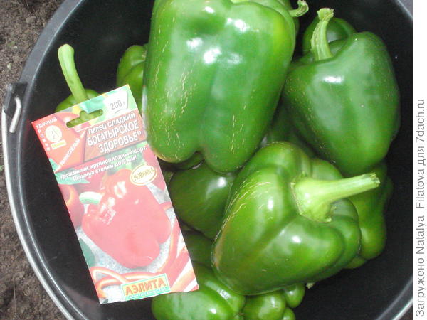 урожай перца "Богатырское здоровье"
