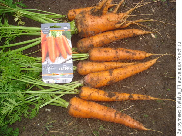 морковь здоровая, чистая