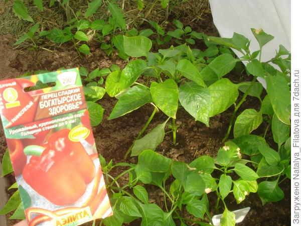 "Богатырское здоровье" 10 июня